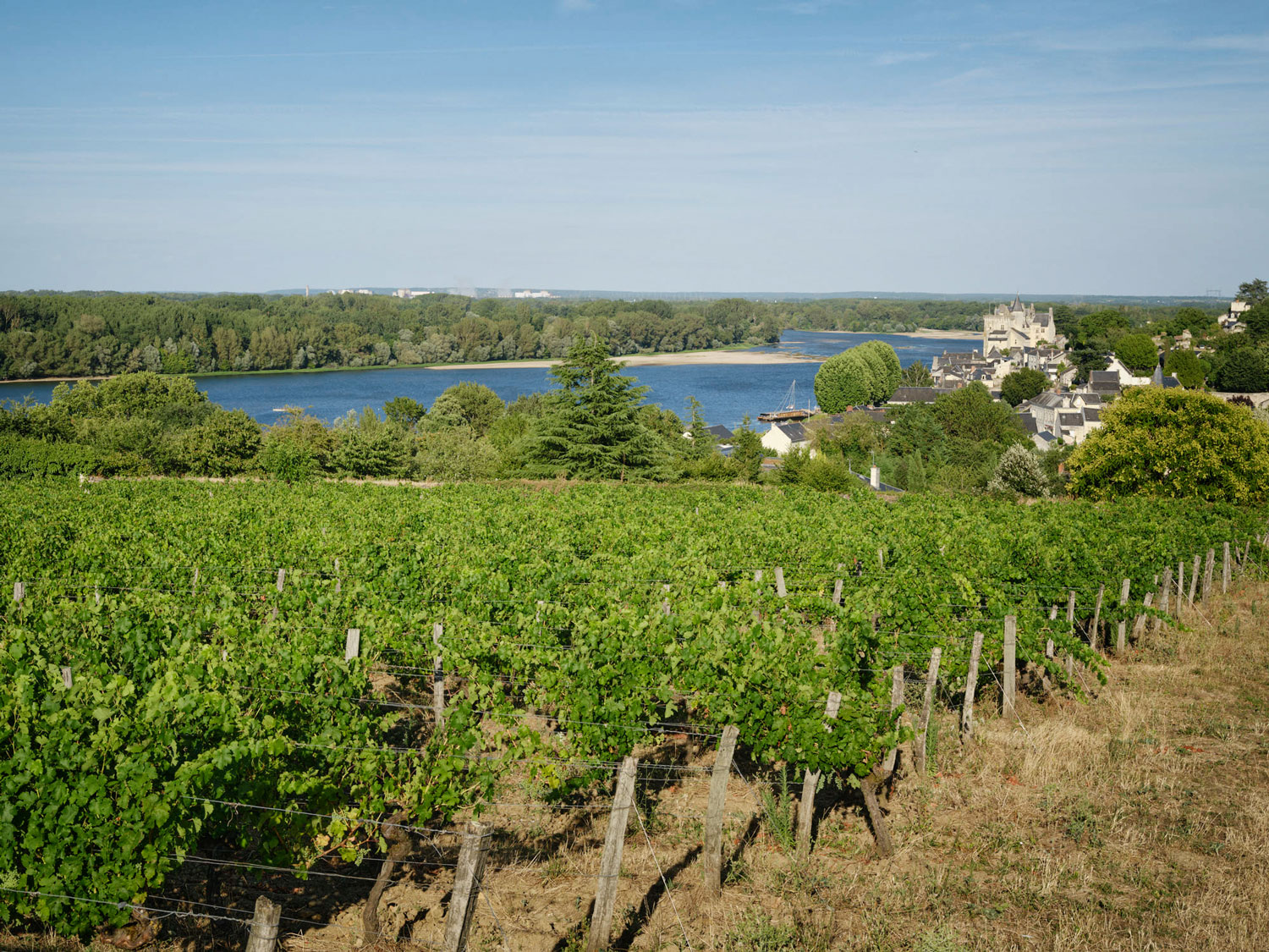 Vue des vignes avec château de Saumur en arrière plan