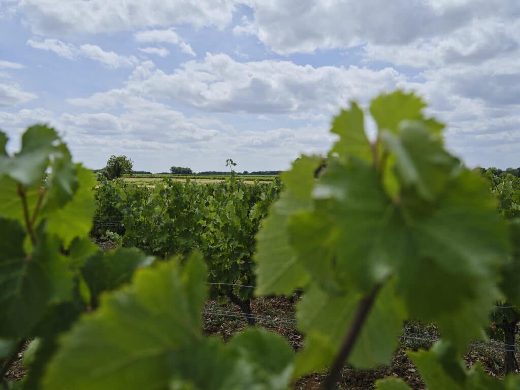 Vignes en appellation Montlouis