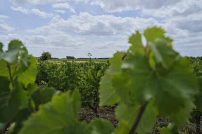 Vignes en appellation Montlouis