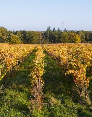 Biodynamie en viticulture : Principes et enjeux pour les domaines viticoles