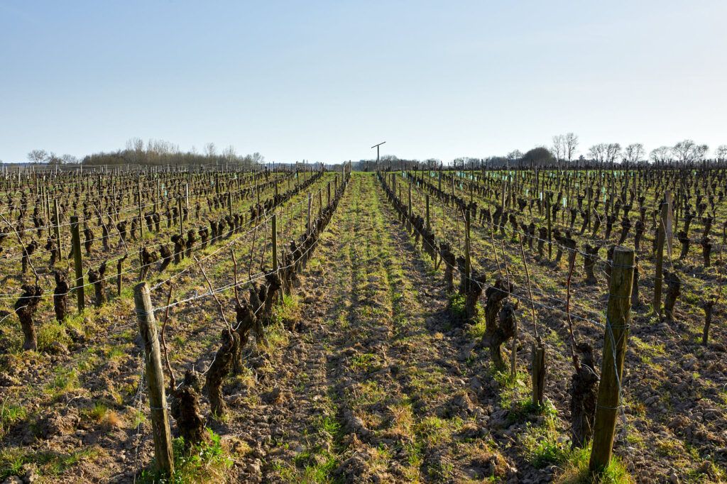 Vignes en hiver