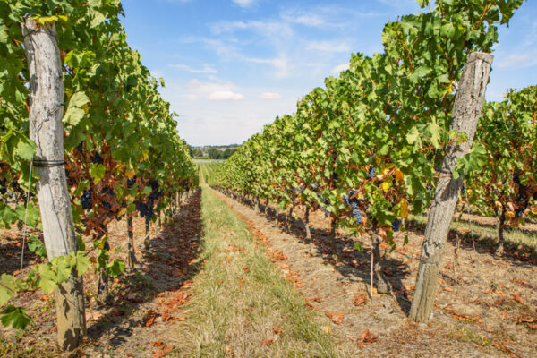vignes sologne viticole