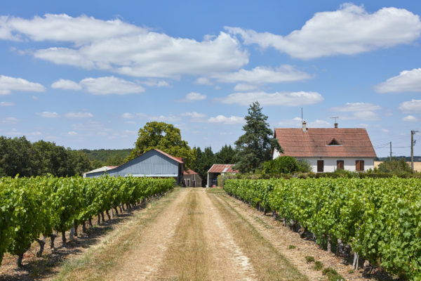 Domaine viticole Touraine ref 202
