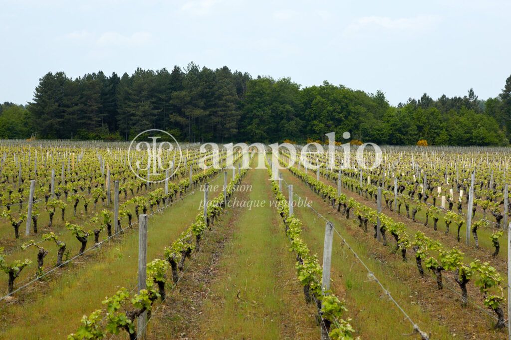 vignoble à vendre vallée de la Loire
