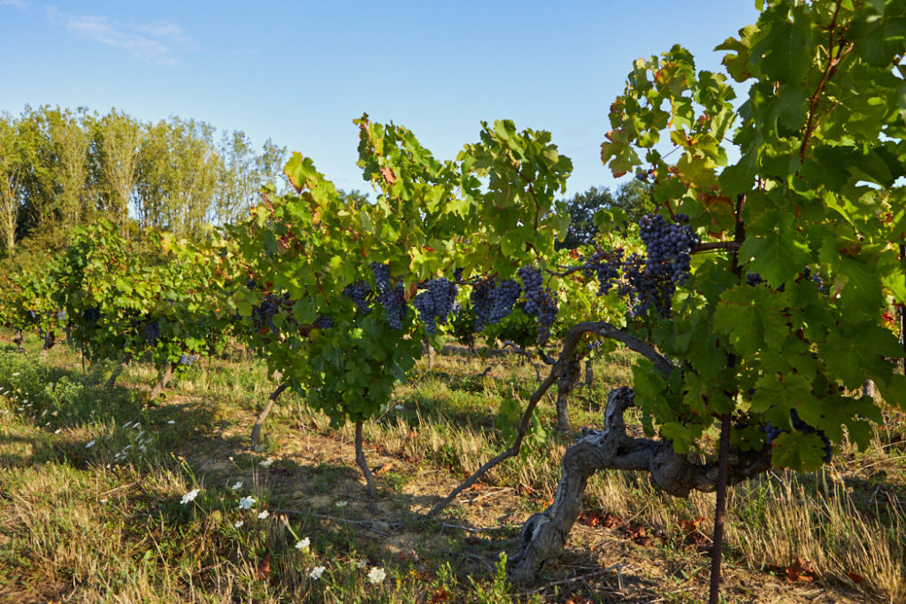 Domaine viticole Muscadet ref 208