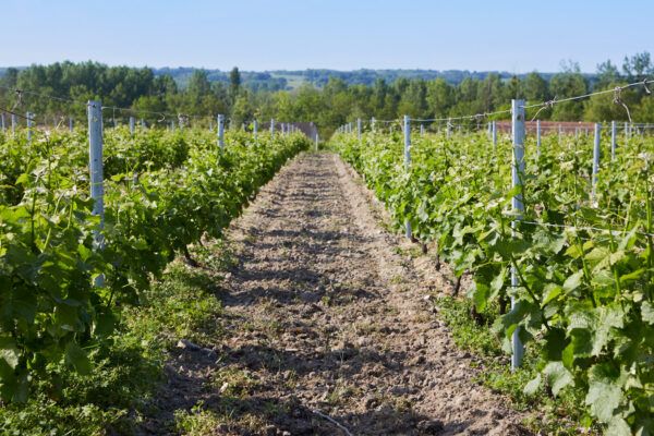 vignes touraine