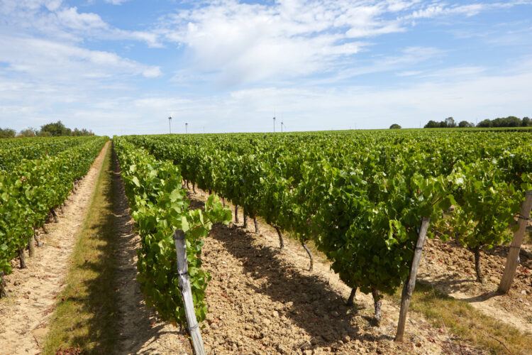 vignes Tigné