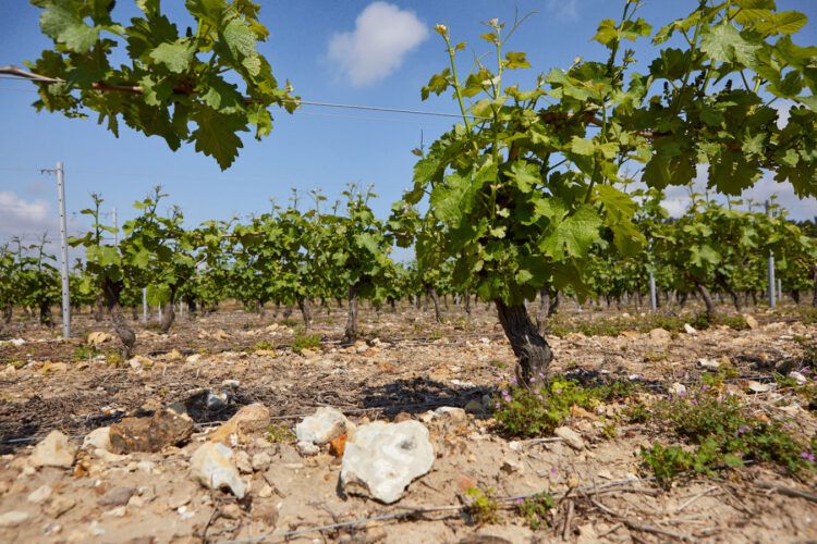 Pied de vigne