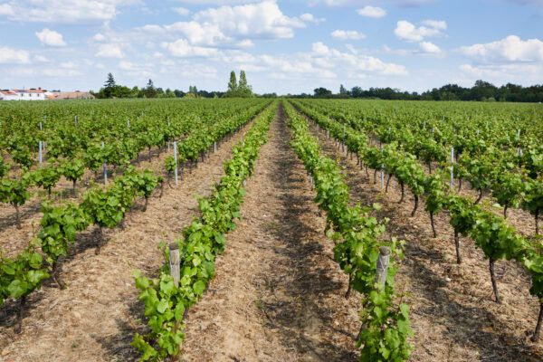 vignes 10 hectares muscadet