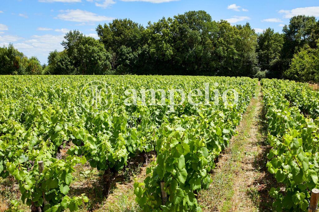 hectares de vignes
