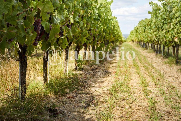 Viticulture Biologique