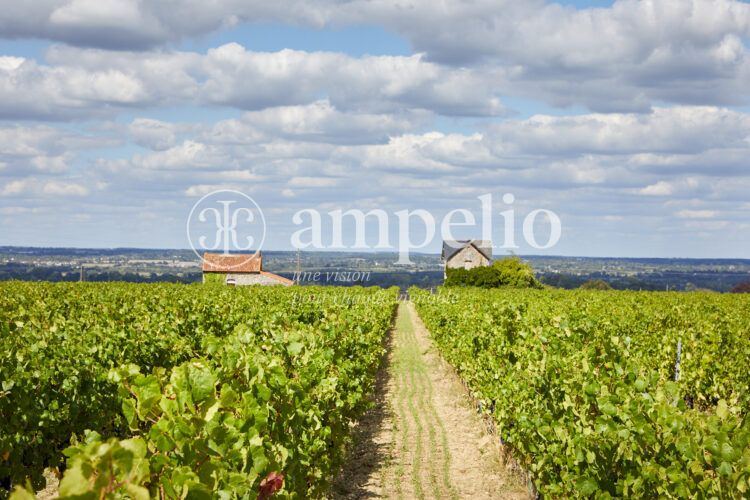 Vignoble Anjou