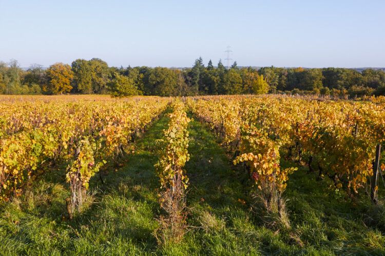 Vignes touraine