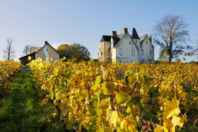 Chateau vignes