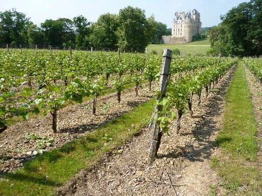 Anjou -Saumur vignoble