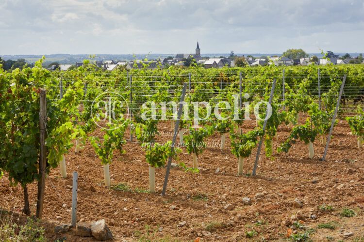 Vignoble