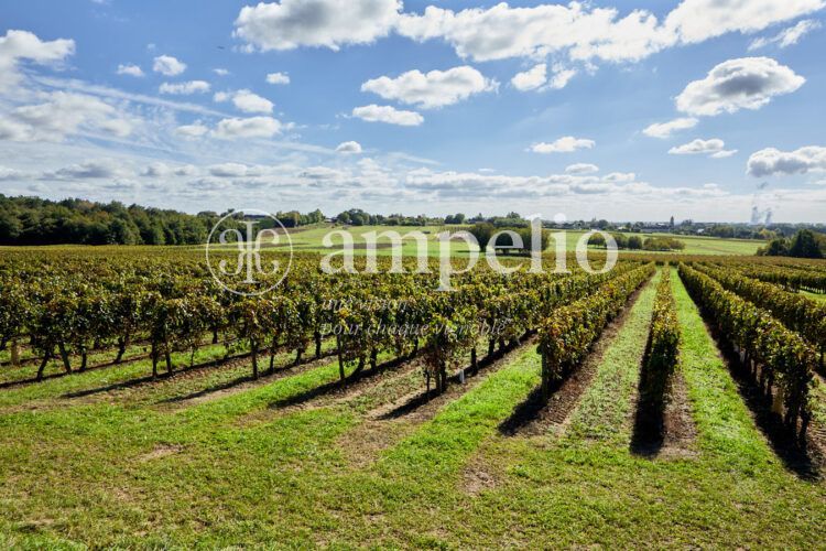 vignes bourgueil