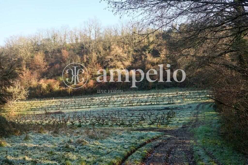 Domaine-de-MontplaisirAmpelio_B5A3151