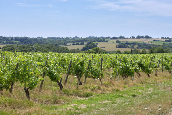 Vigne > Layon > Maine et Loire > France