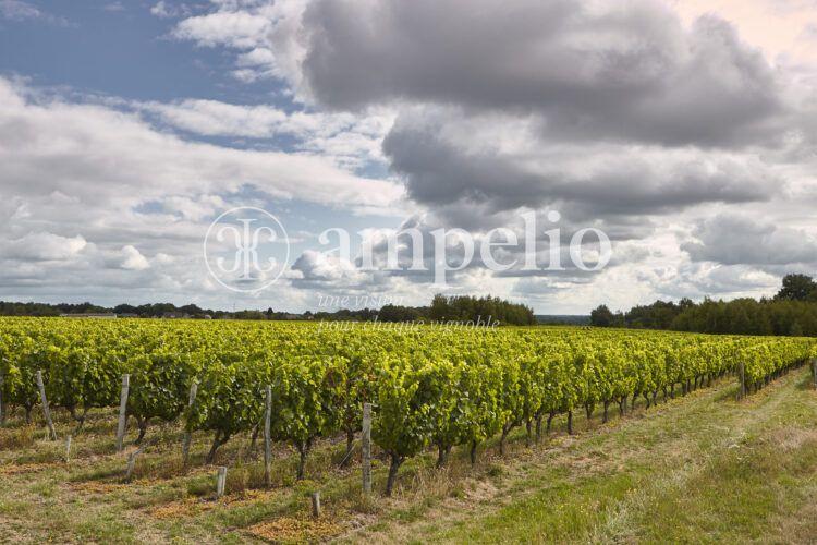 Vignoble Touraine