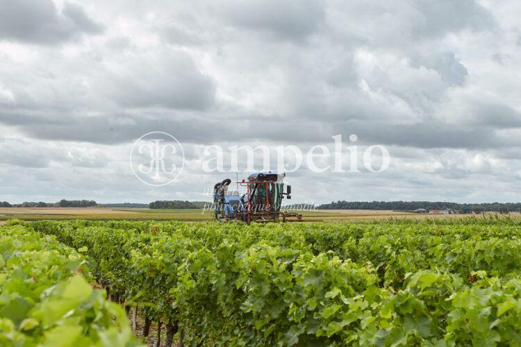 Travail de la vigne