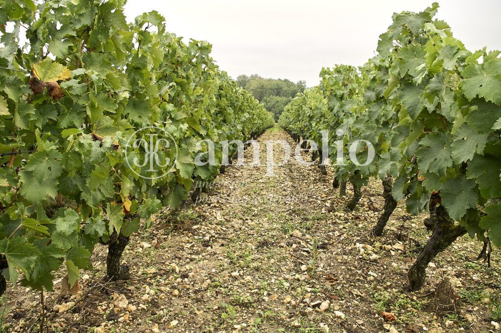 Viticulture biologique