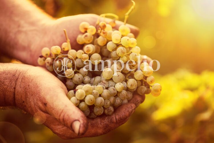 Farmers hands holding harvested grapes