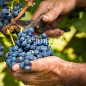 Grapes harvest