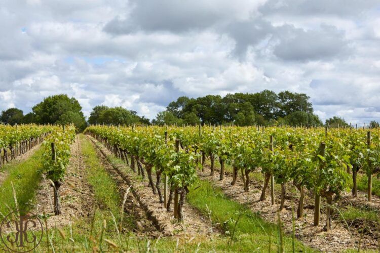 Vendanges manuelles