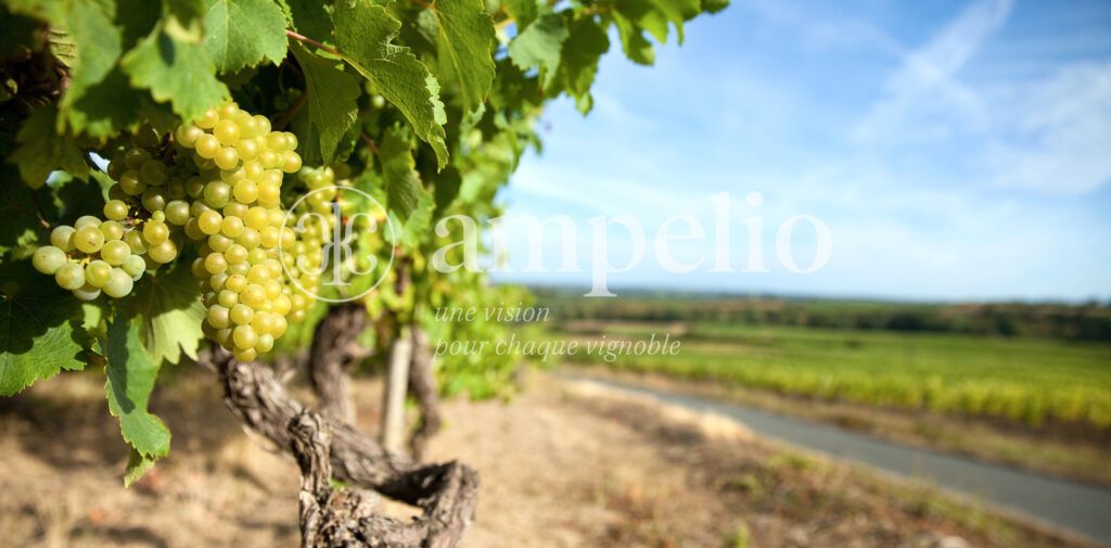 Vigne > Layon > Maine et Loire > France