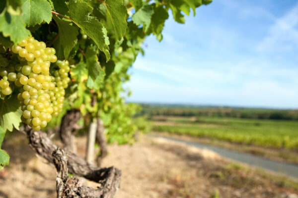 Vigne > Layon > Maine et Loire > France