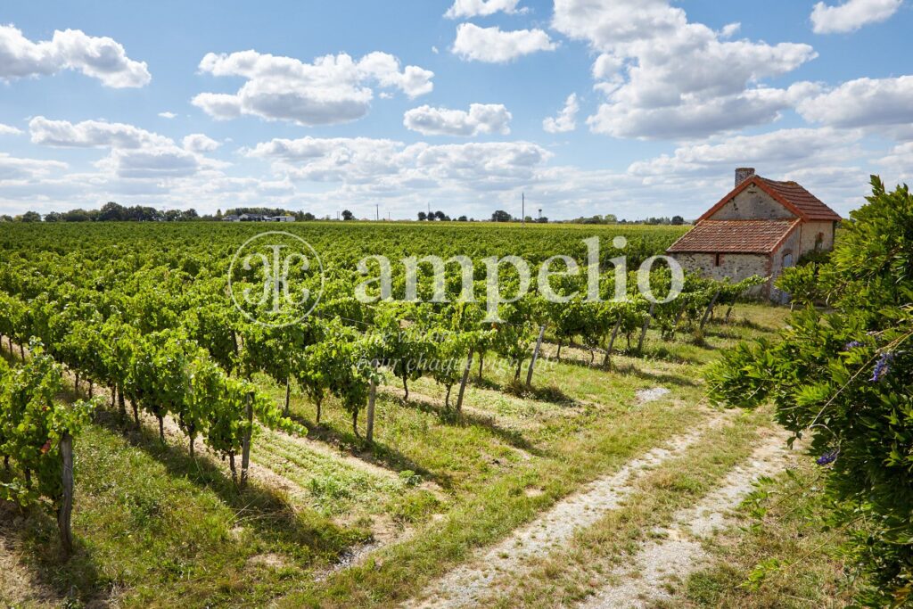 Domaine viticole bio vendu - Ampelio