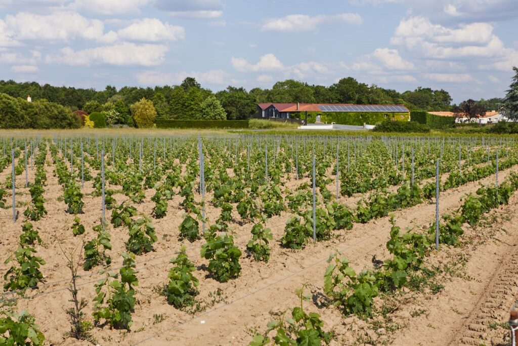 Domaines viticoles et panneaux photovoltaïques