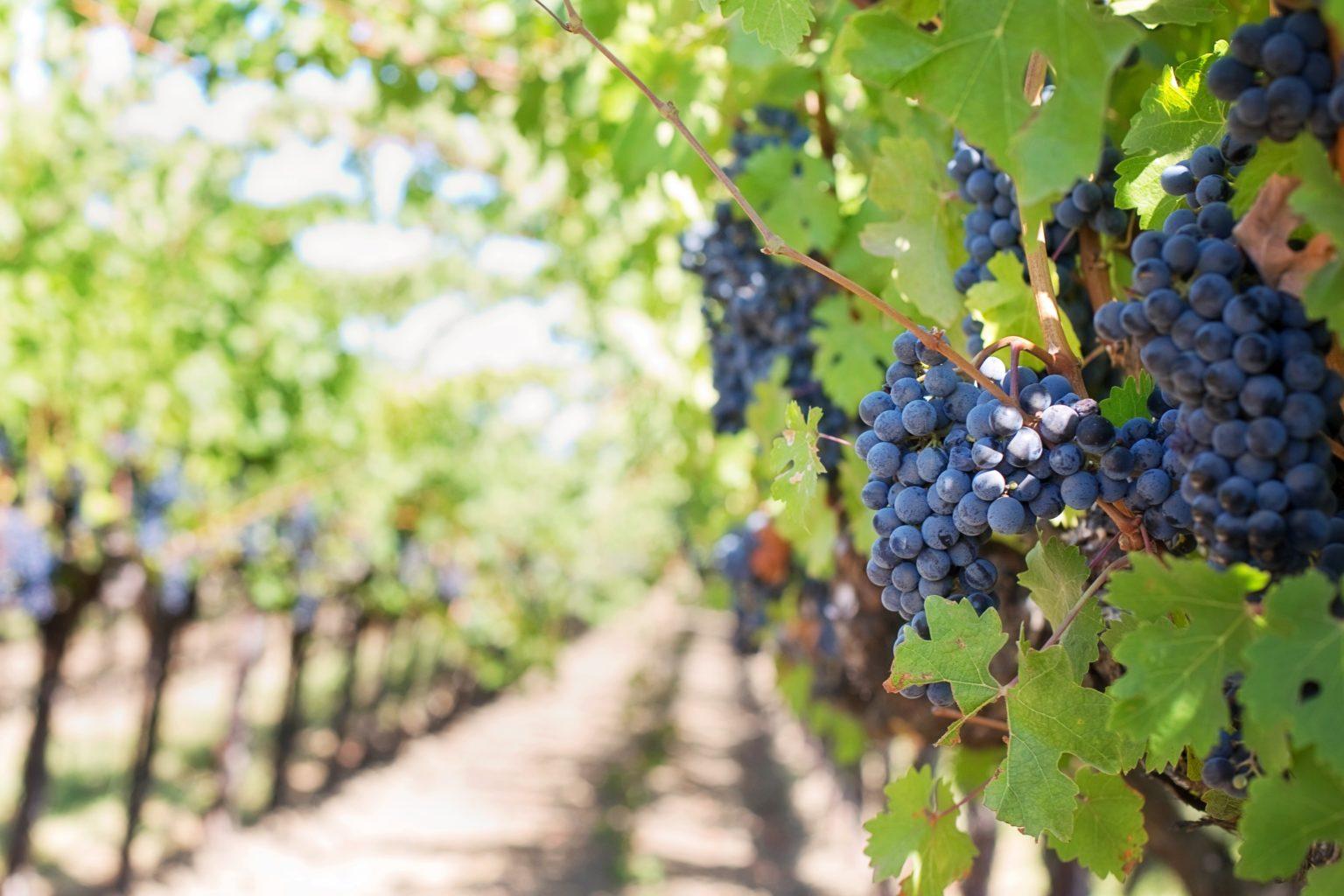 grappes de raisin