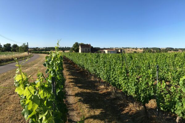 vignes