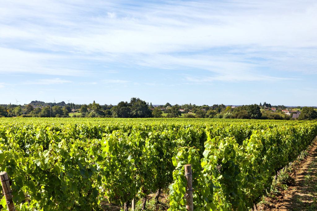 w vignoble