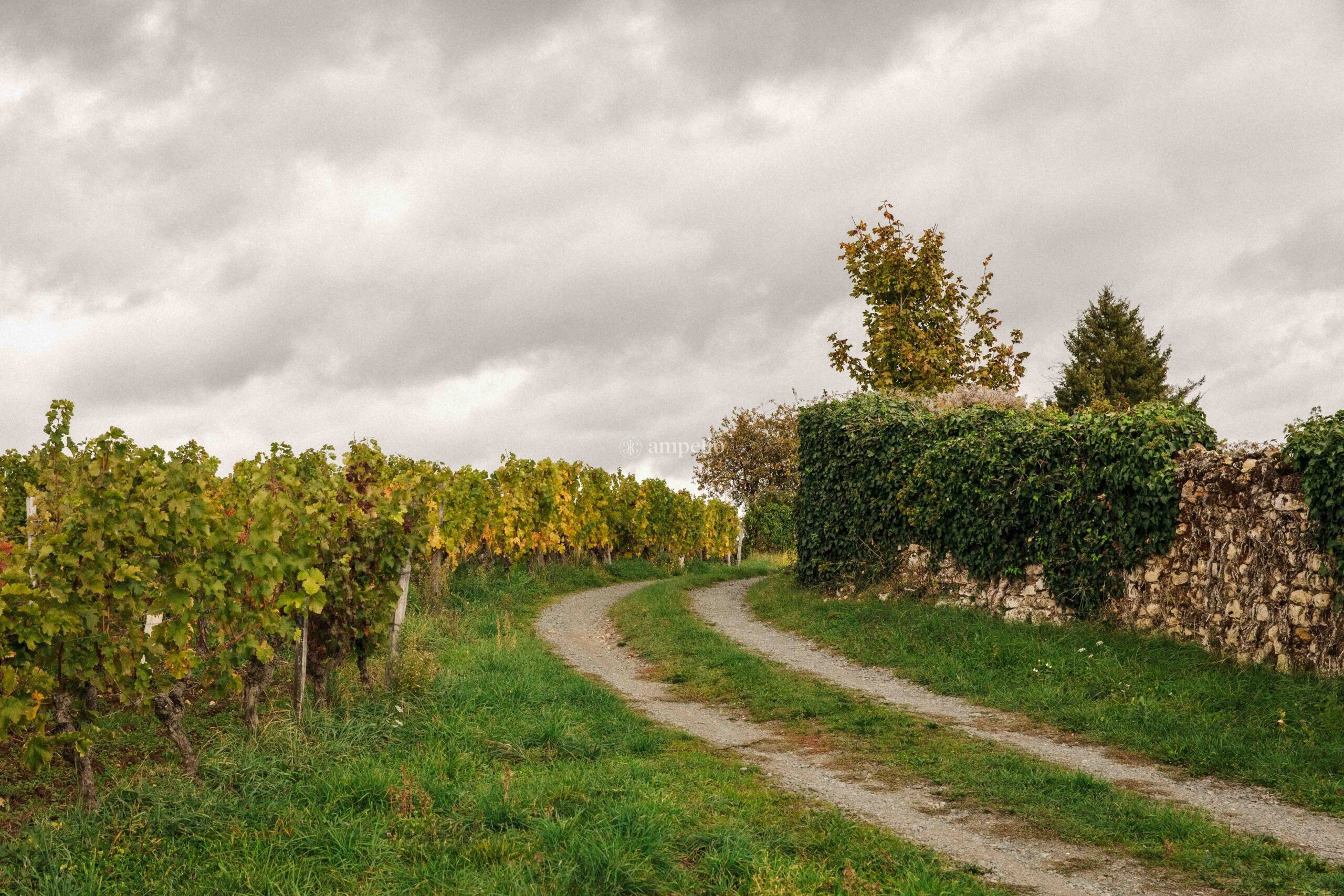 Chemin bordé de vignes et d’arbres menant au domaine viticole