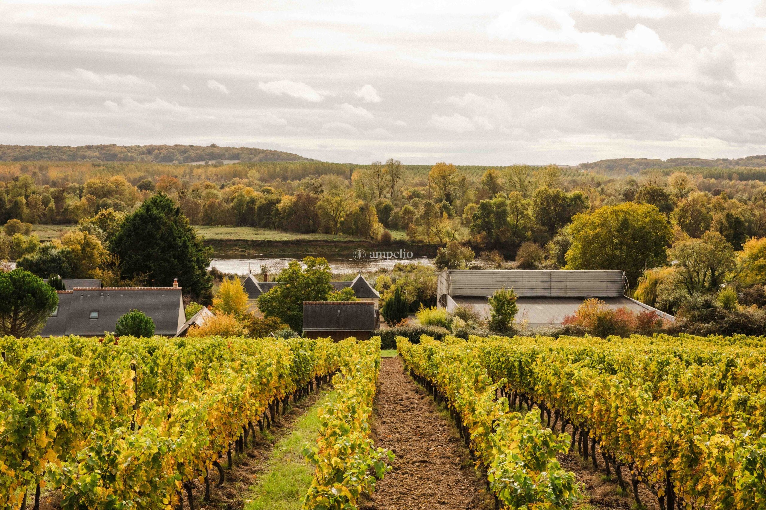 Vue panoramique d’un vignoble en Val de Loire avec rangs de vignes et paysage vallonné