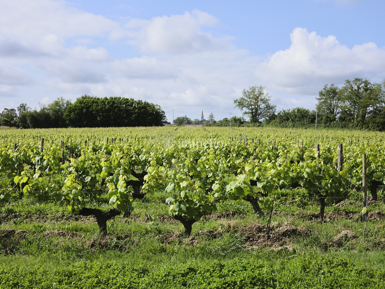 Vignoble au milieu de la forêt avec en fond un village et une eglise