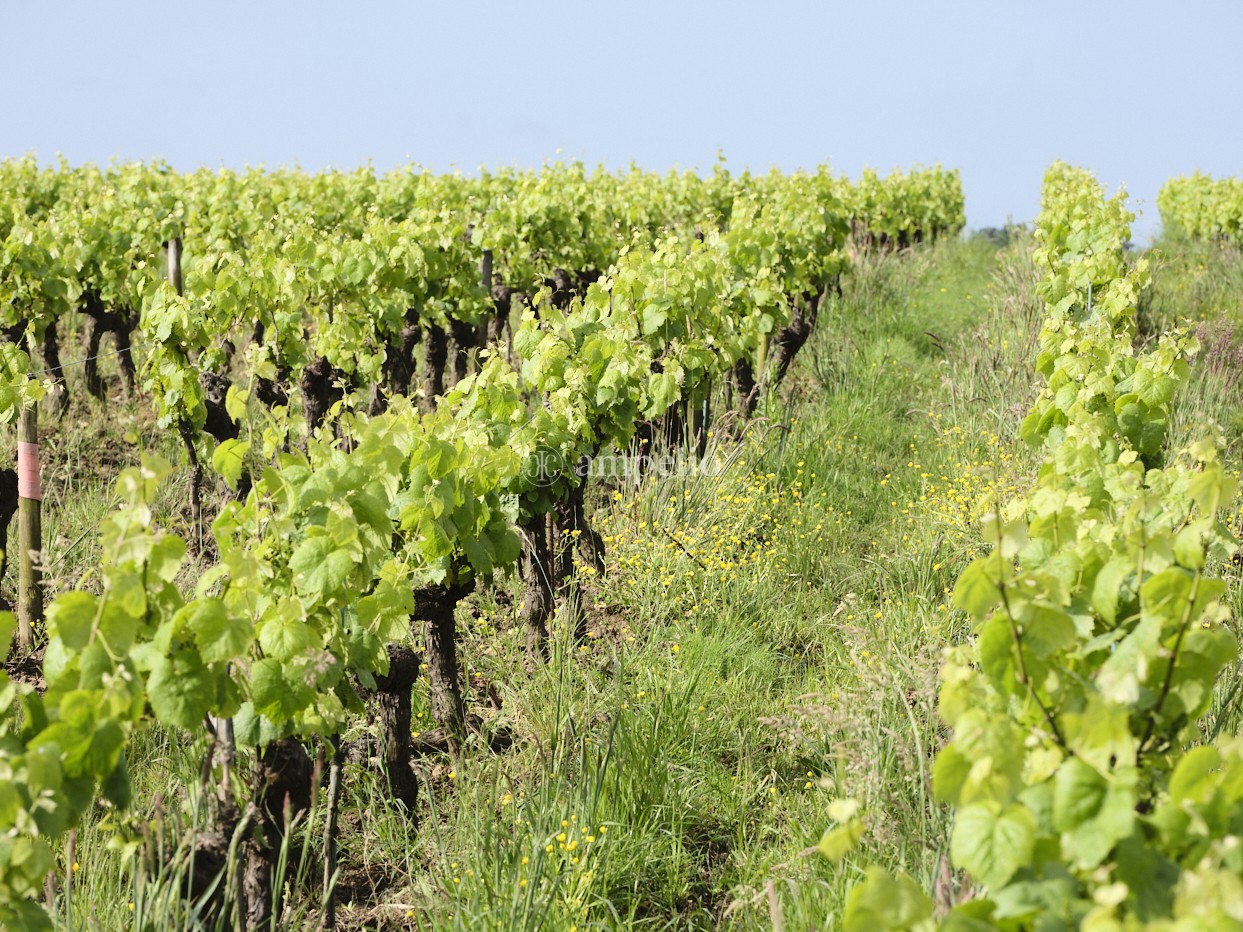 Rangs de vignes menés en Agriculture Biologique