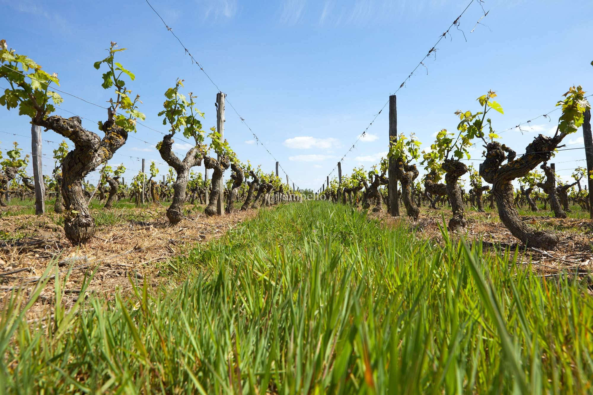 Vue d'en bas de deux rangs de vignes sur des terroirs d'Anjou
