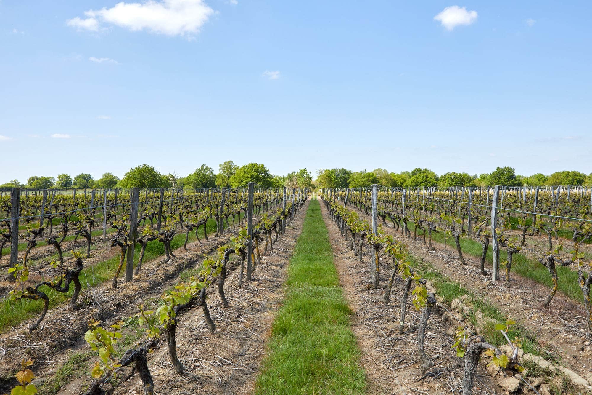 Vue d'une parcelle de vignes non-gélives en Anjou avec une forêt en arriere