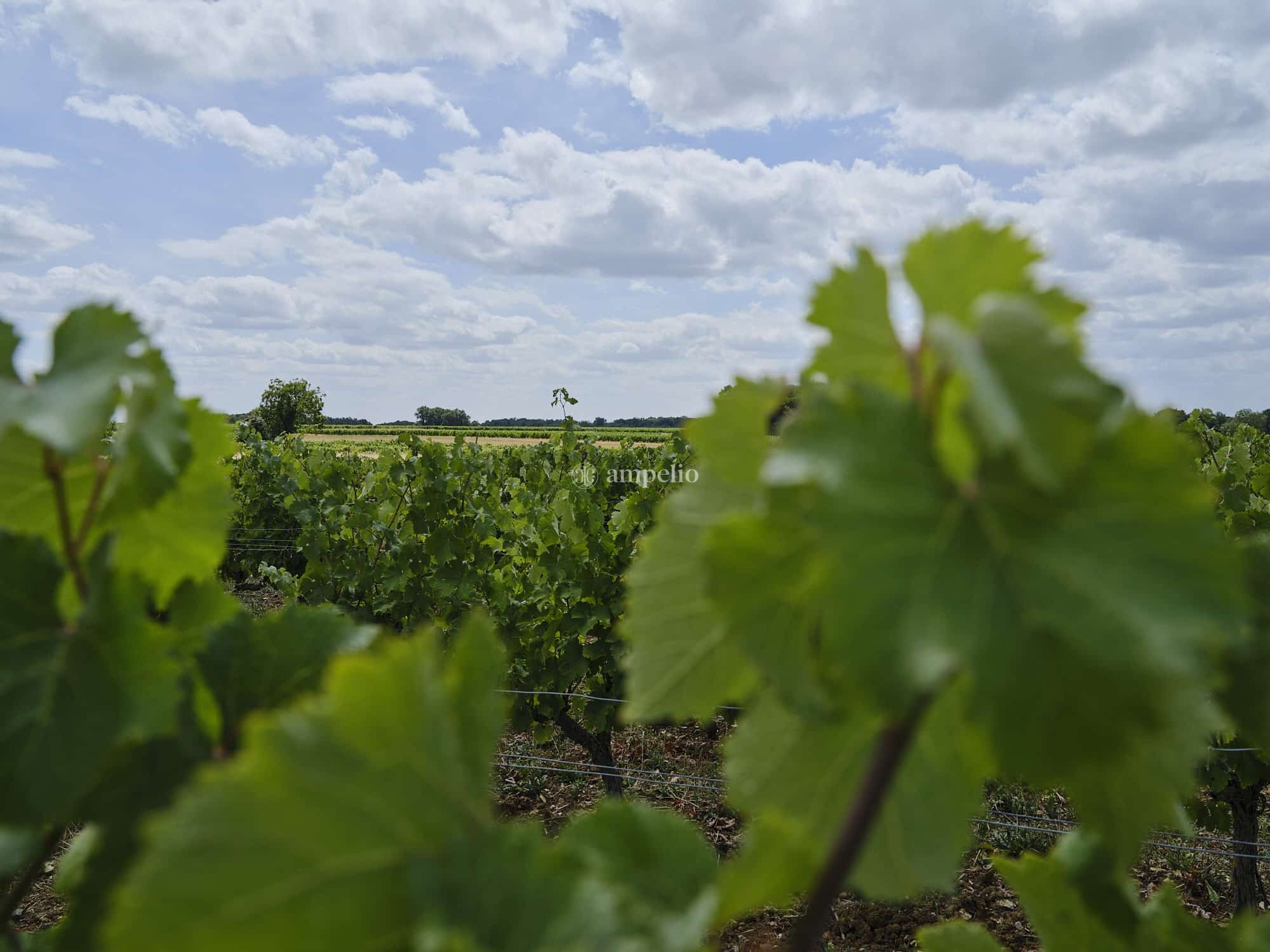 Vignes en appellation Montlouis